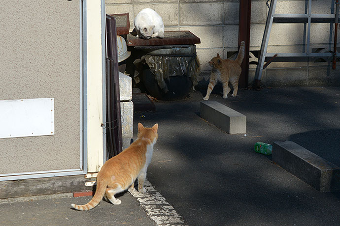 街のねこたち
