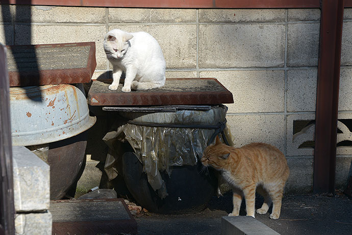 街のねこたち