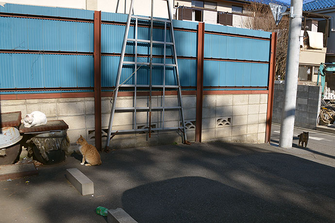 街のねこたち