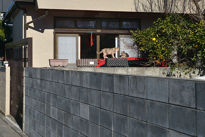街のねこたち