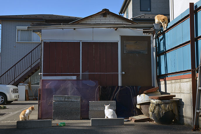 街のねこたち