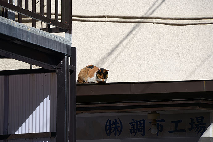 街のねこたち