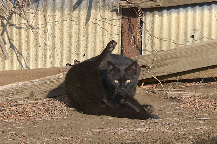 街のねこたち