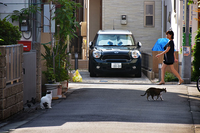 街のねこたち