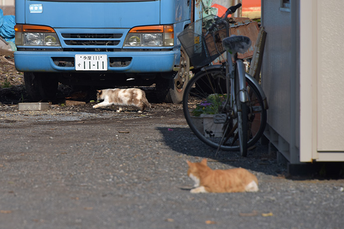 街のねこたち