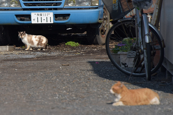 街のねこたち