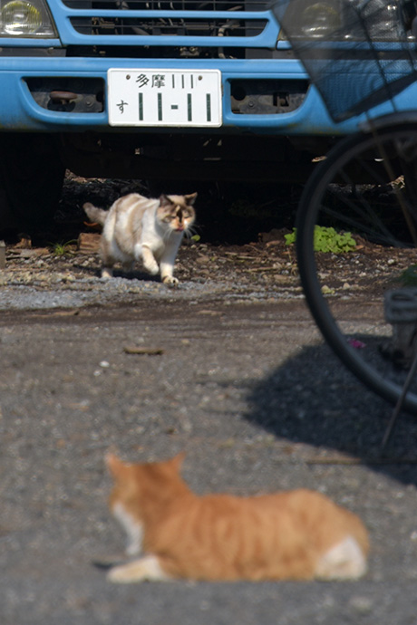 街のねこたち