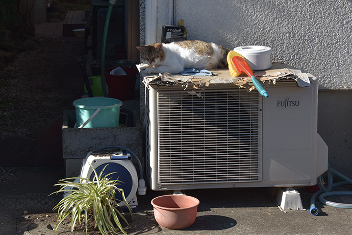 街のねこたち