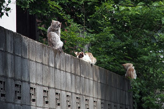 街のねこたち