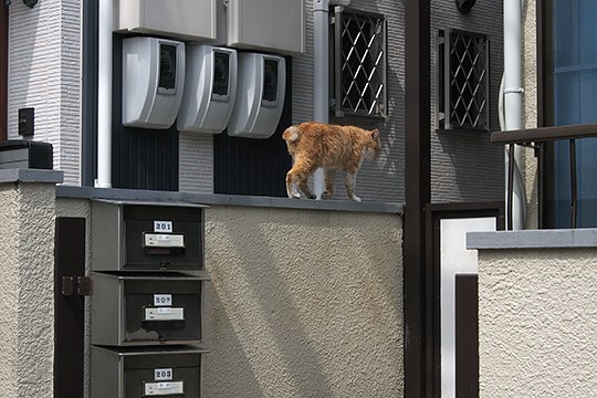 街のねこたち