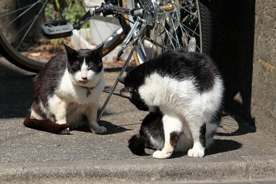 街のねこたち
