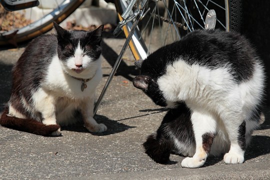 街のねこたち