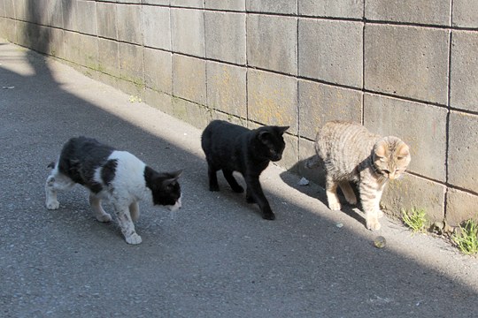 街のねこたち