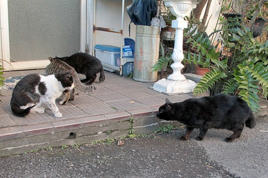 街のねこたち