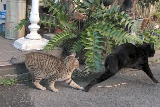 街のねこたち