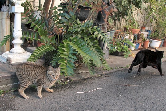 街のねこたち