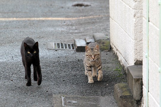 街のねこたち