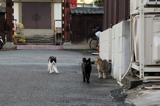 街のねこたち