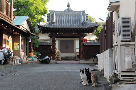 街のねこたち