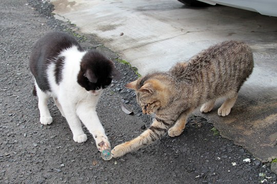 街のねこたち