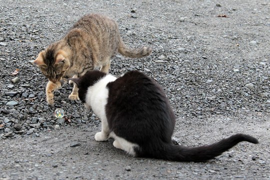 街のねこたち