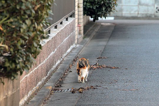 街のねこたち
