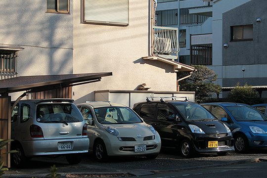 街のねこたち
