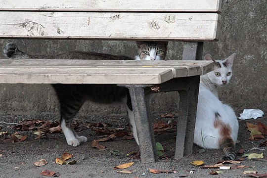 街のねこたち