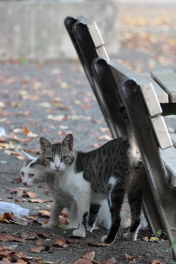 街のねこたち
