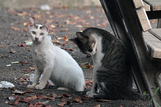 街のねこたち