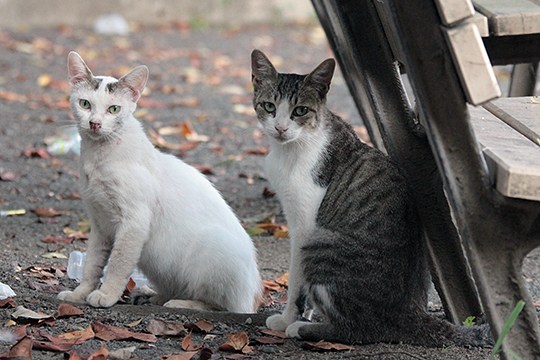 街のねこたち