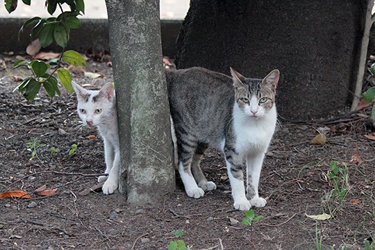 街のねこたち