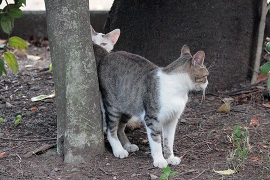 街のねこたち