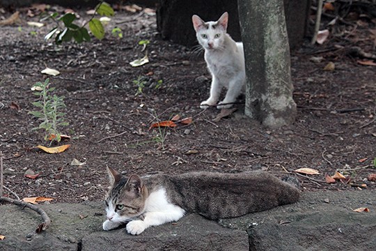 街のねこたち