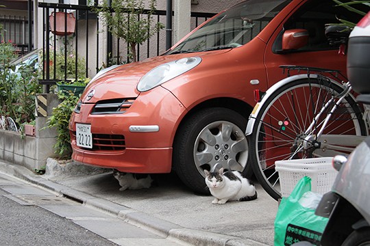 街のねこたち