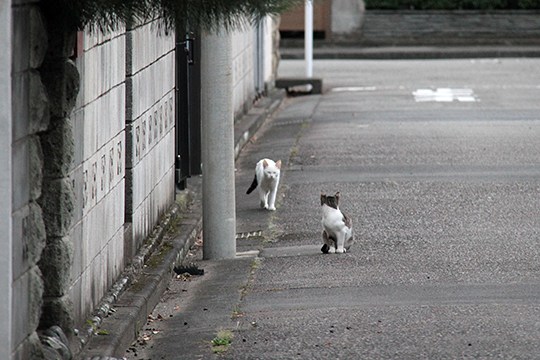 街のねこたち