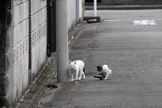 街のねこたち