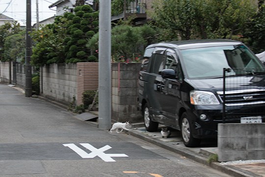 街のねこたち