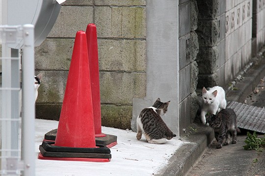 街のねこたち