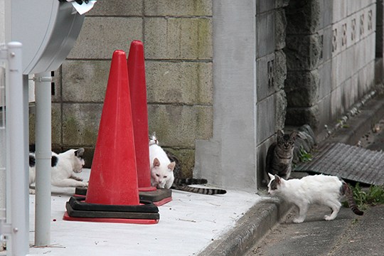 街のねこたち
