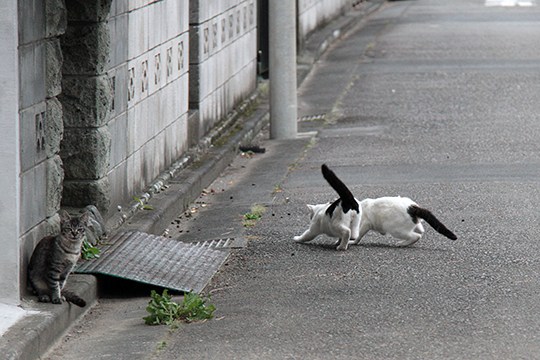 街のねこたち