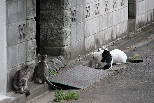 街のねこたち
