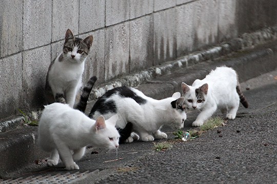 街のねこたち