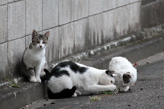 街のねこたち