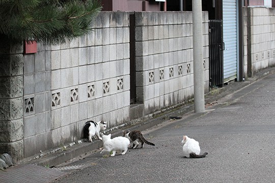 街のねこたち