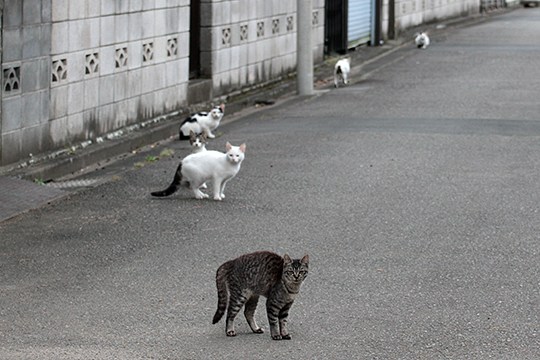 街のねこたち
