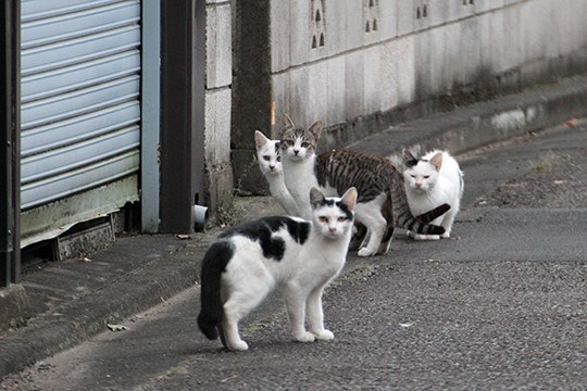 街のねこたち