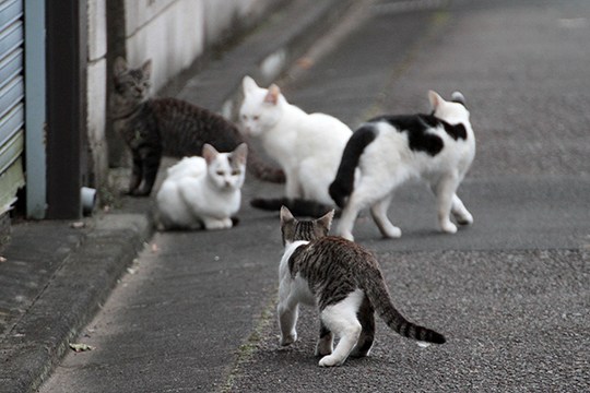 街のねこたち