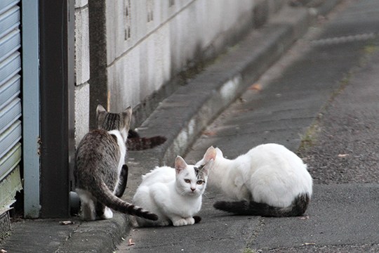 街のねこたち