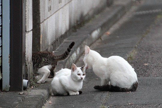 街のねこたち
